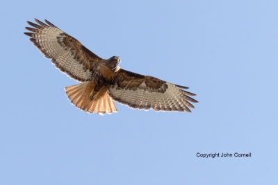 Buteo-jamaicensis;Flying-Bird;Hawk;Photography;Red-tailed-Hawk;action;active;alo